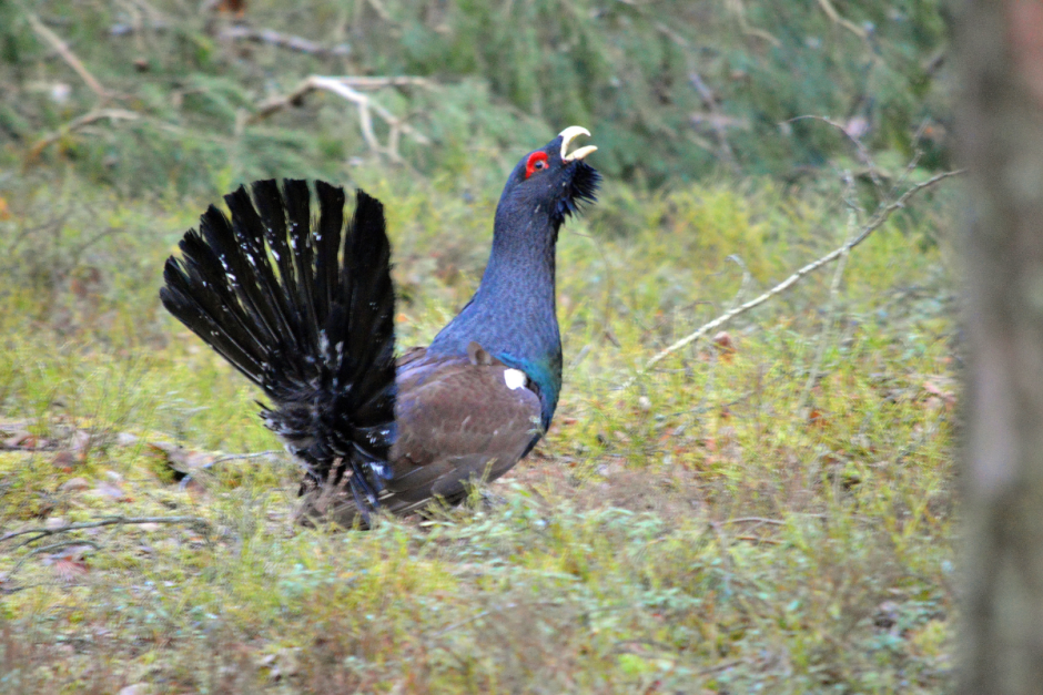 Глухари 6.png