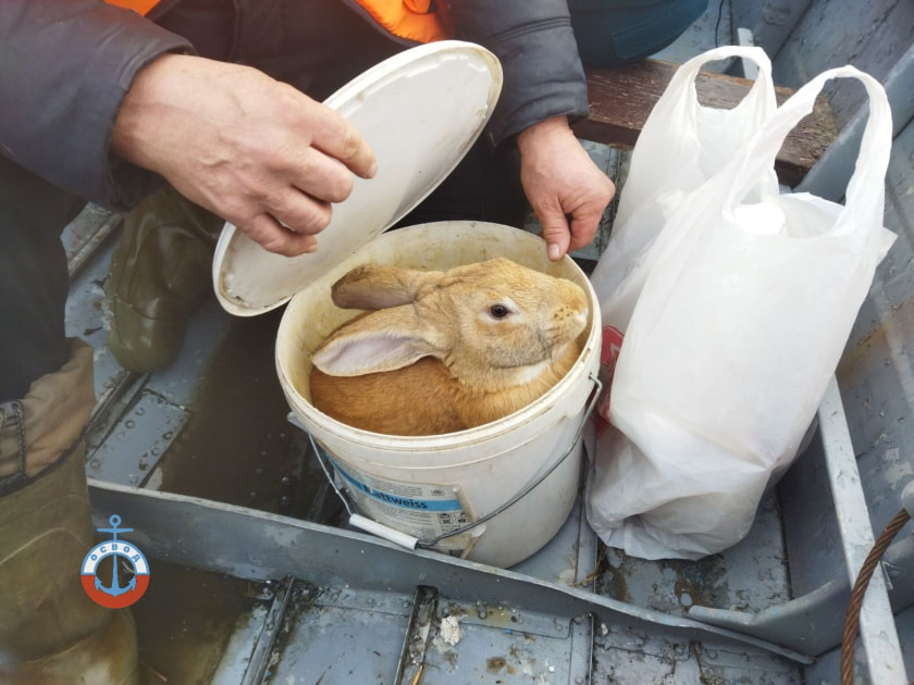 ОСВОД.jpg ОСВОД.jpg