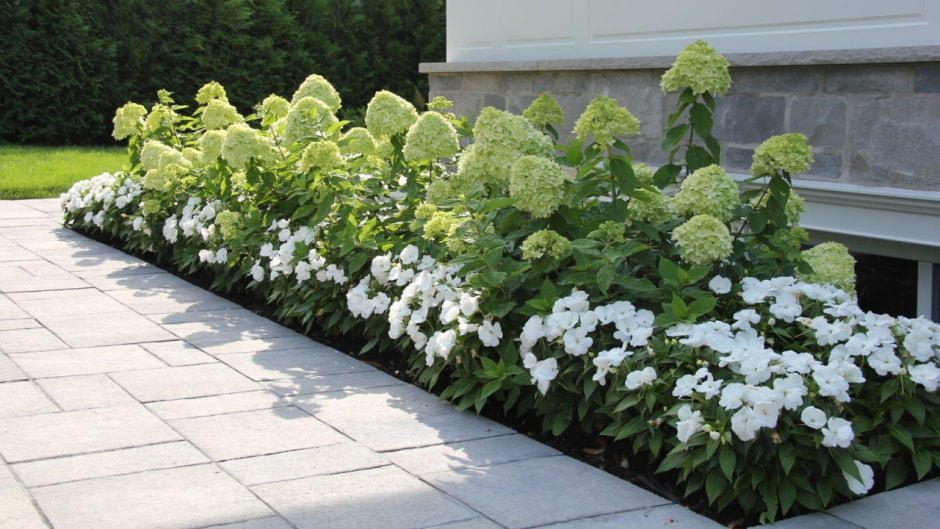 Гортензии на участке