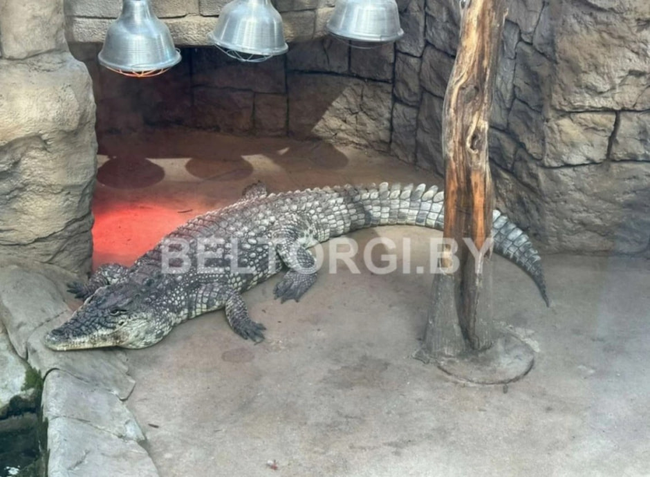 живой крокодил .jpg