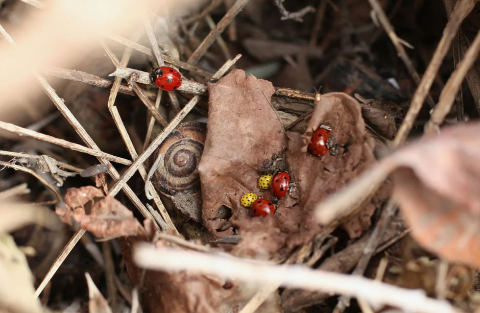 Насекомые на даче Насекомые на даче