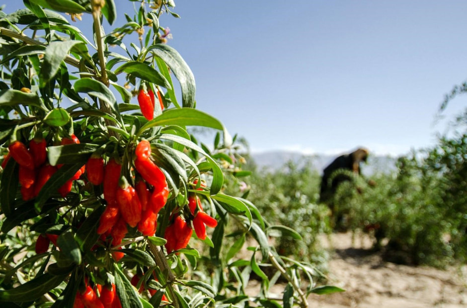 Экзоты на белорусской даче 2_ягоды годжи.jpg