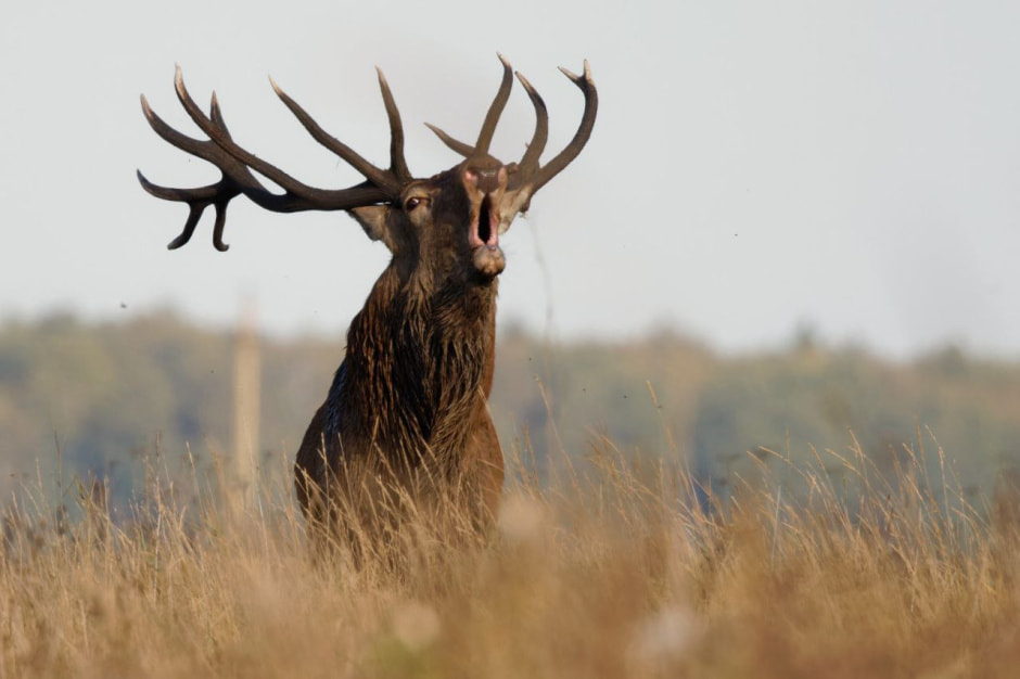 Инна Шкурко_благородный олень_7.jpg