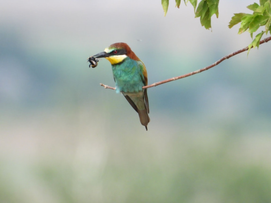 Сергей Резов и бердвотчинг 4.jpg