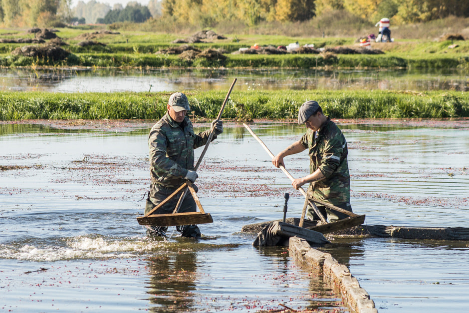 Полесские журавины 7.jpg
