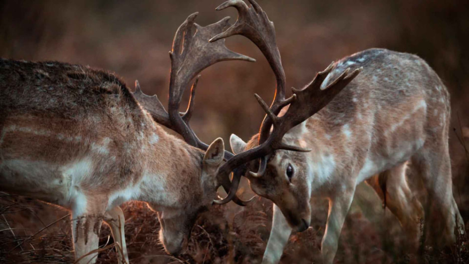 Европеиская лань 12.jpg