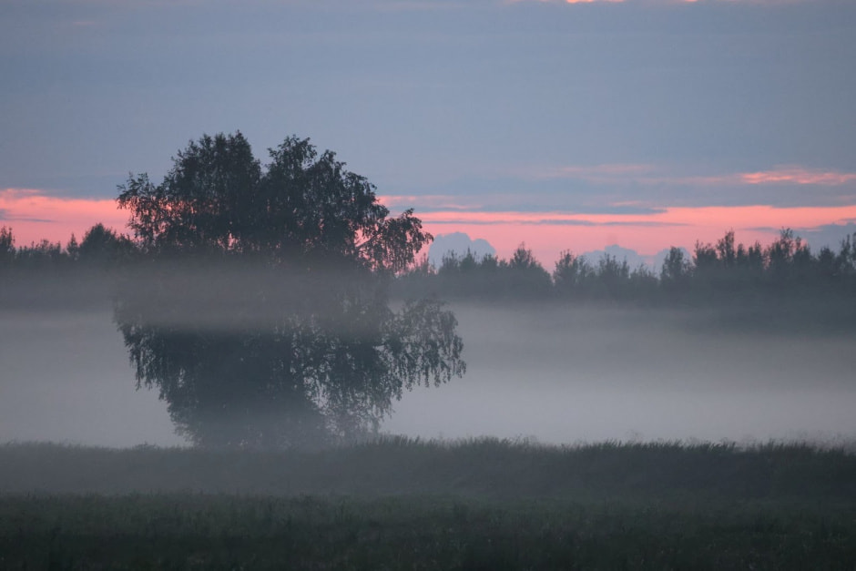 Забор в Беловежской пуще 13.jpg