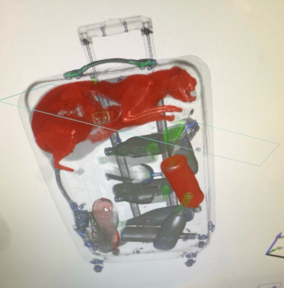 Кот в чемодане.jpeg