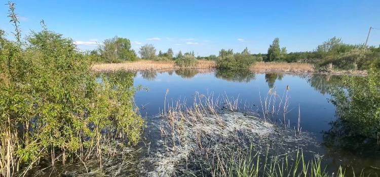 освод2.jpg освод2.jpg