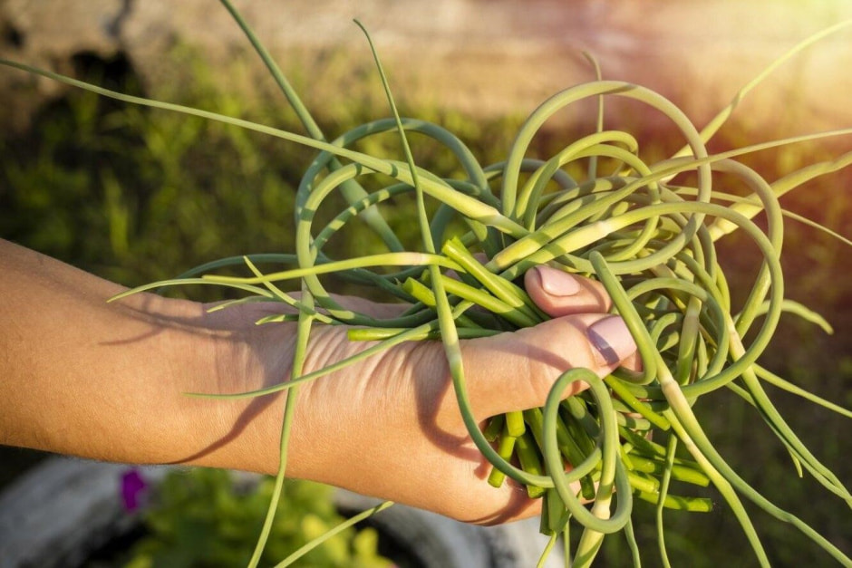 Как удалять чесночные стрелки 7.jpg