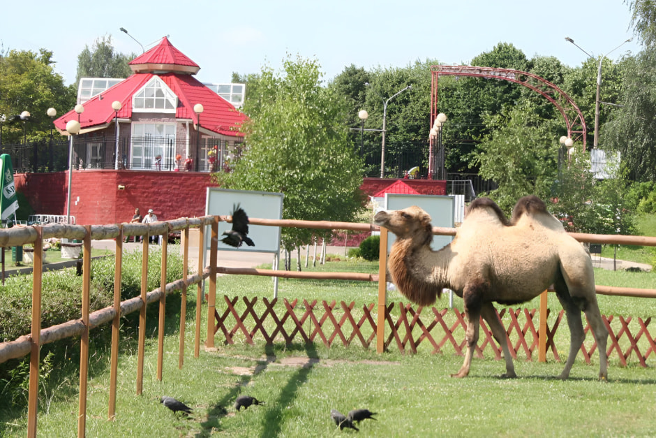 Верблюд в зоопарке