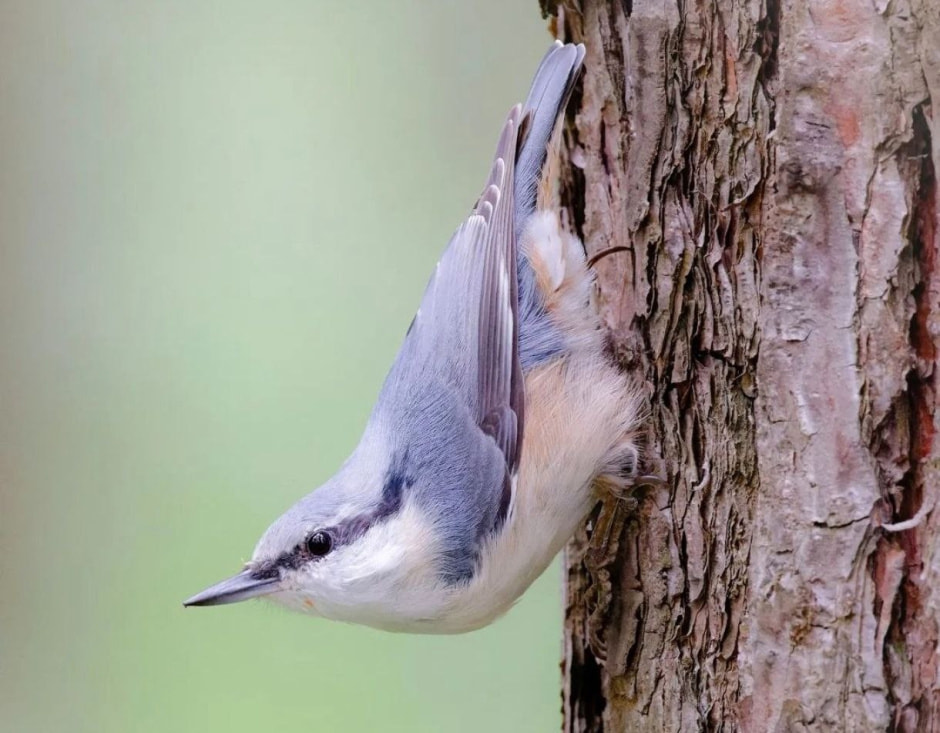 Зимние птицы в городе 9_Поползень.jpg
