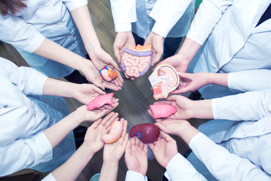 органы трансплантация