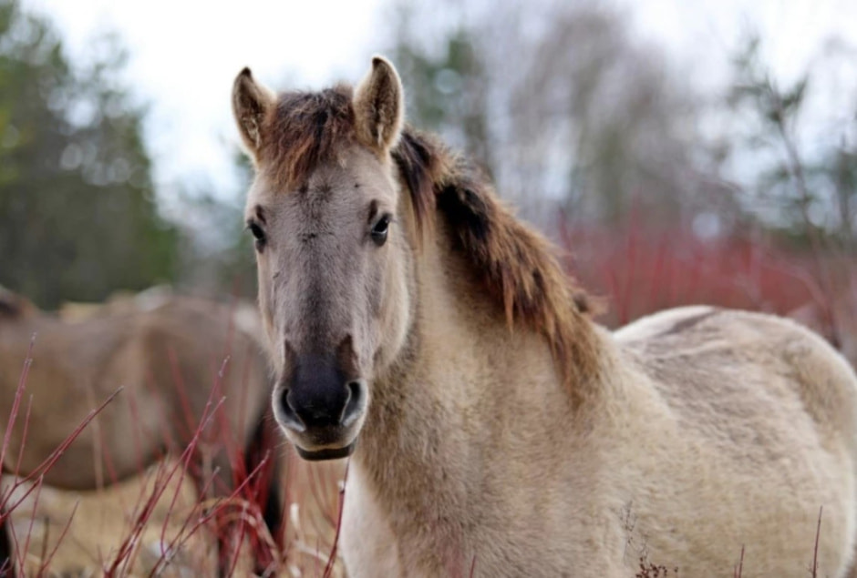 тарпановидные лошади 2.jpg