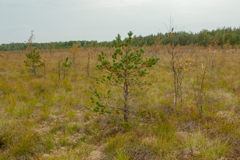 Серые журавли и Ельня 10.png Серые журавли и Ельня 10.png