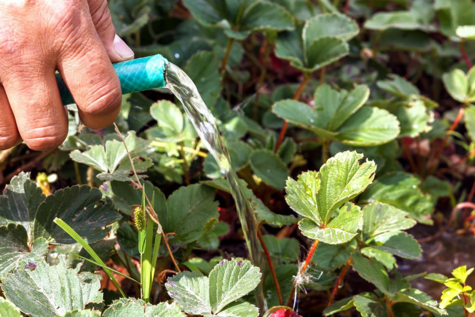 strawberry_watering.jpg