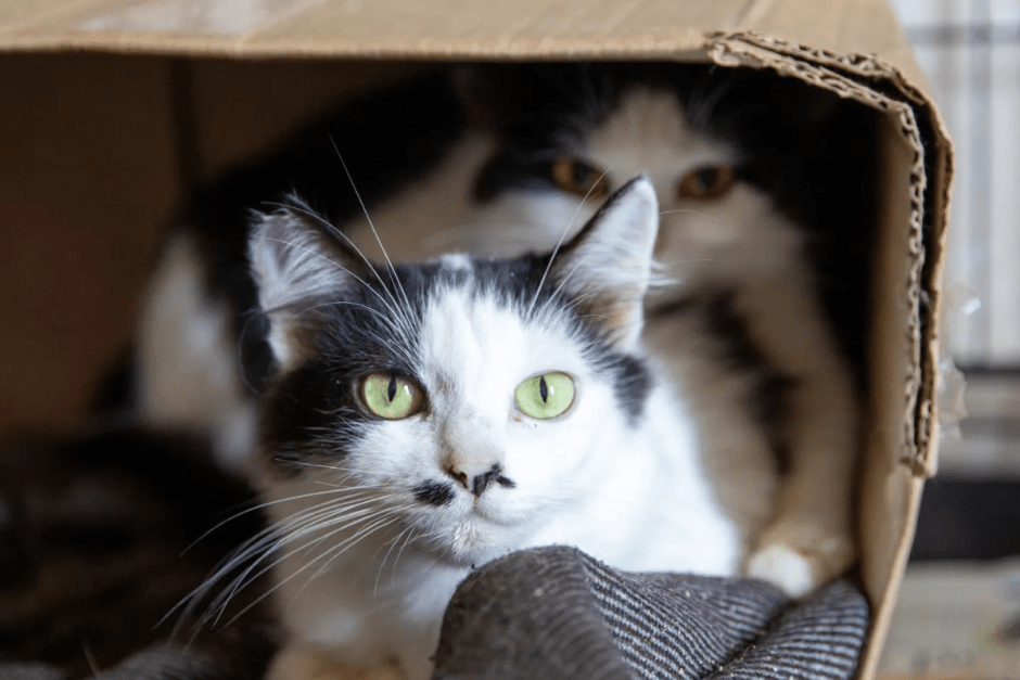 Закон о животных 10.png