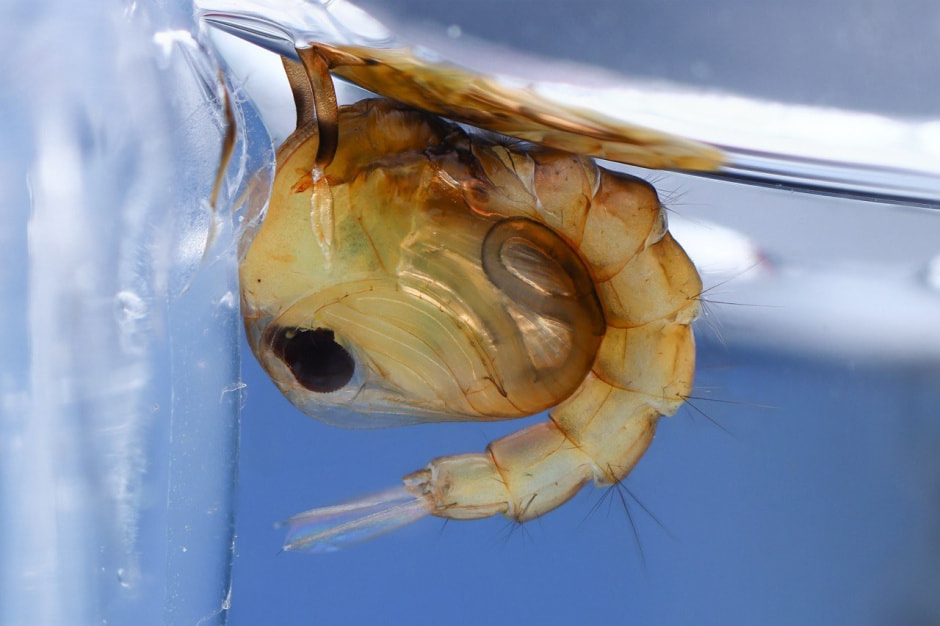 9-Куколка комара рода Кулекс.jpg 9-Куколка комара рода Кулекс.jpg