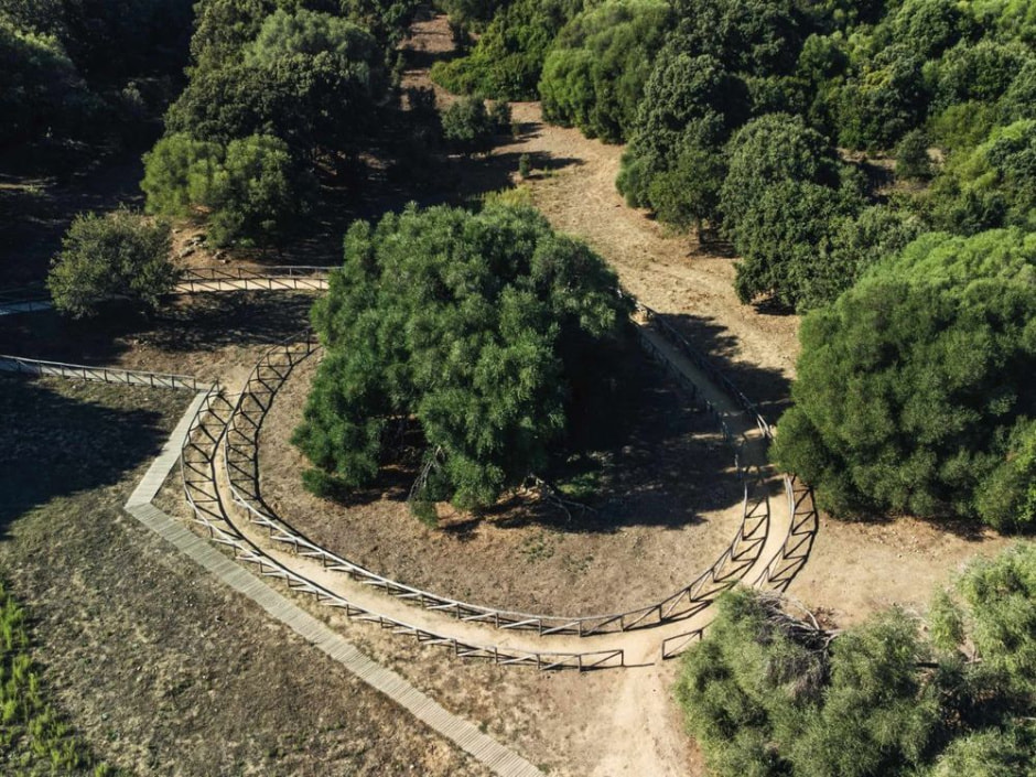 Оливковое дерево.jpg