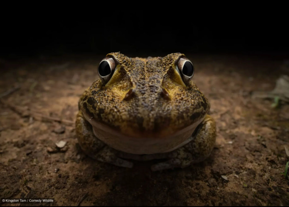 Улыбающаяся лягушка.jpg