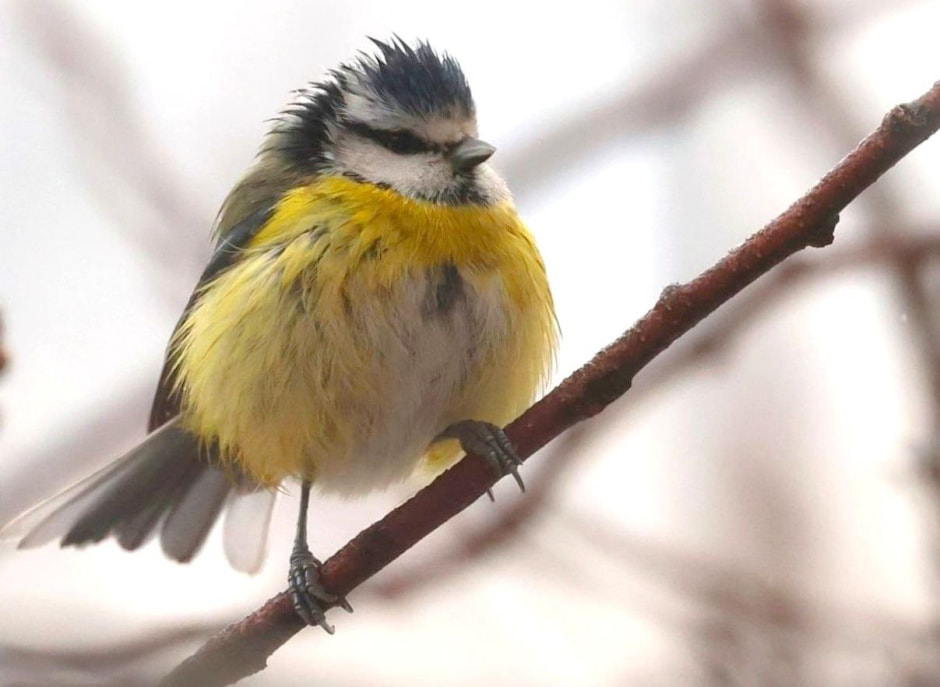 Инна Шкурко Лазоревка.jpg