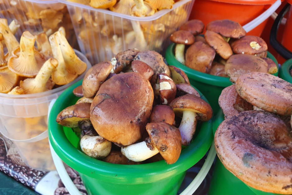 Грибы на Комаровке 4.png