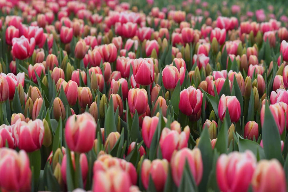 Как на Полесье выращивают тюльпаны 18.jpg