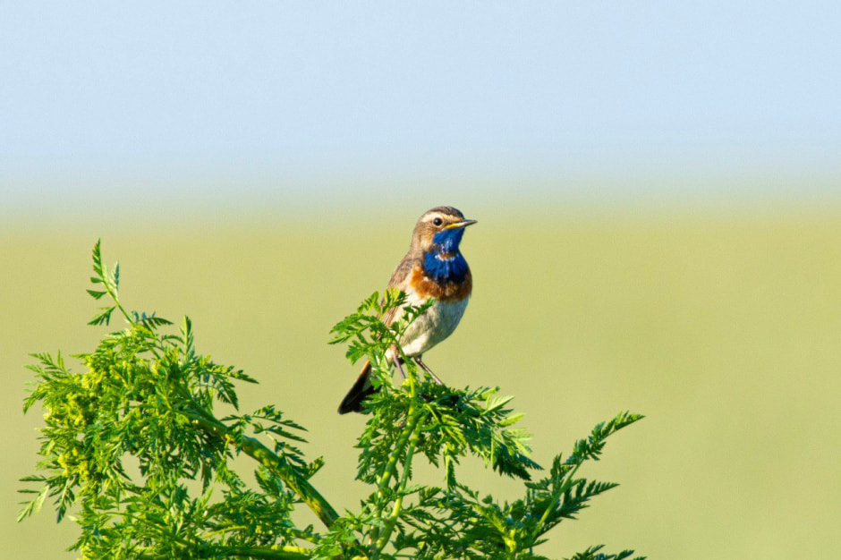 10 фактов о птицах 6_Варакушка-пересмешник.jpg