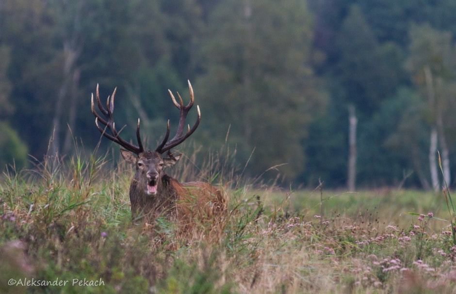 Хата на болоте 19.jpg