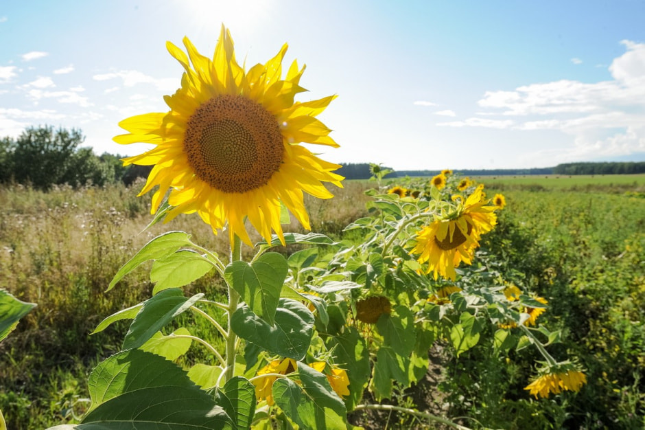 Деревня Глядовичи 11.jpg