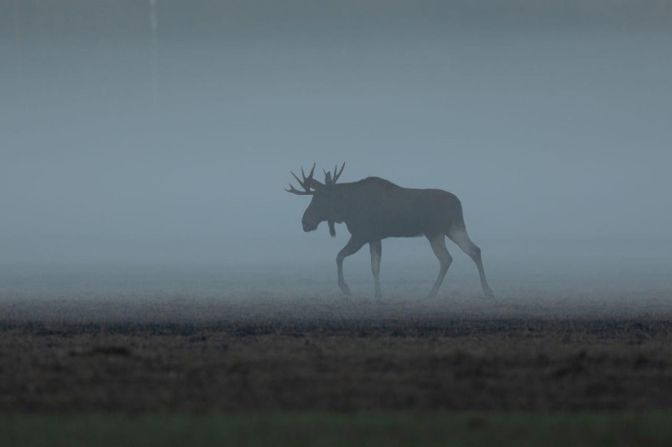 18-Самец лося.jpg