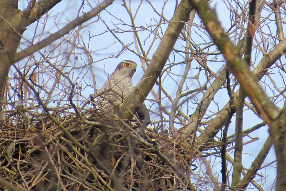 Хищные птицы Беларуси 6.png