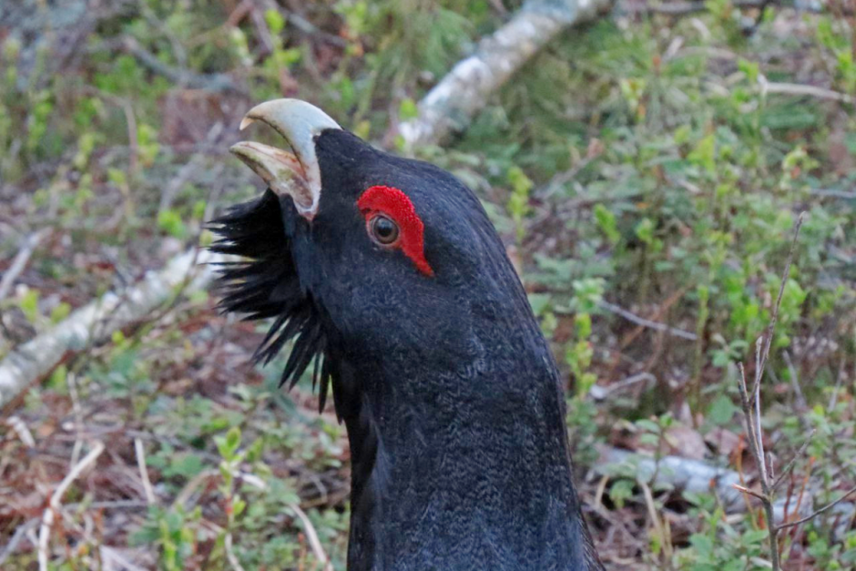 Глухари 4.png