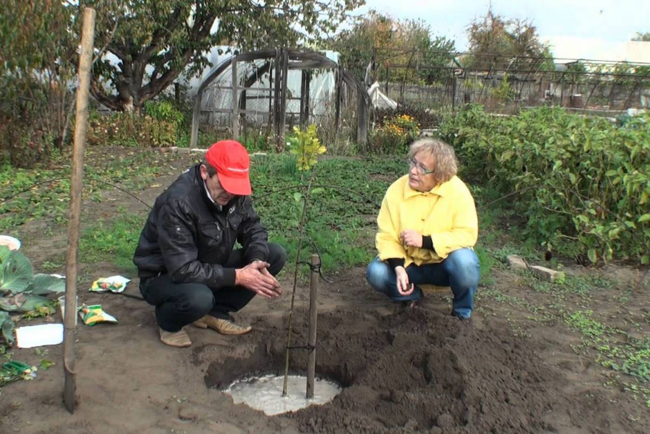 саженцы2.jpg саженцы2.jpg