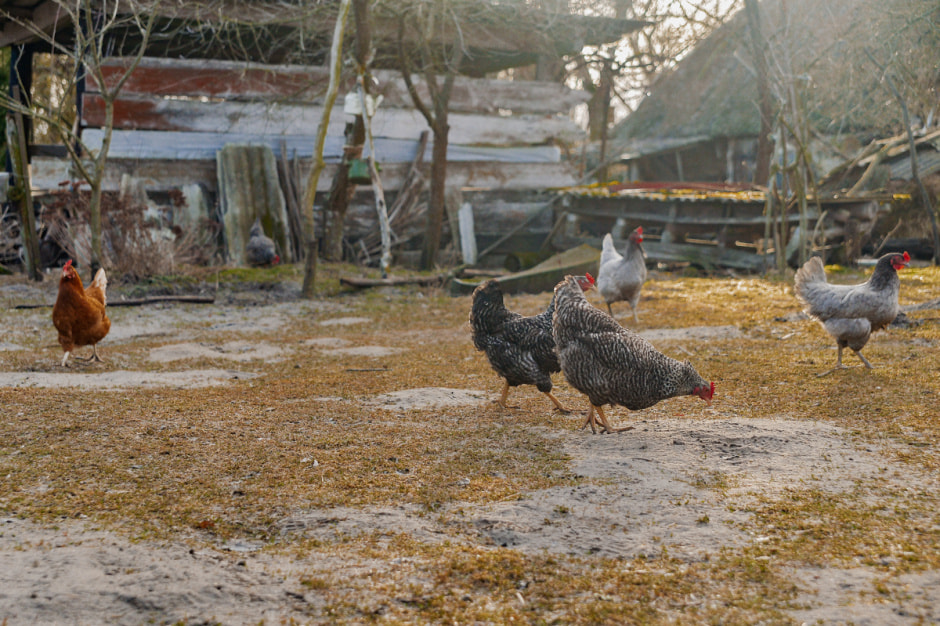 Деревня затопленная Припятью-78.JPG