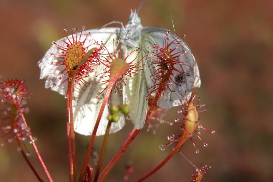 Хищные растения Беларуси 6.png