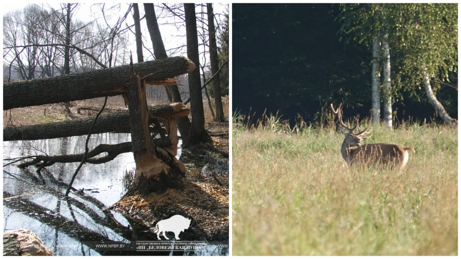 В Беловежской пуще запустили новый велосипедный маршрут. Что там интересного.jpg