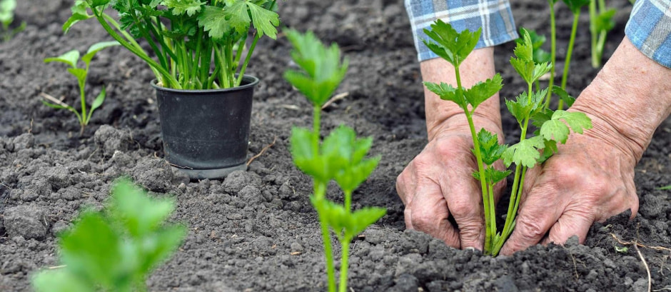 Какую зелень посадить на даче 2.jpg