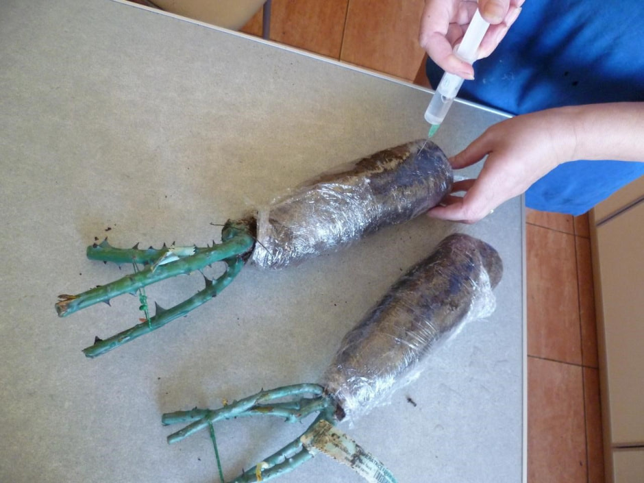 Сохраняем саженцы зимой 5.jpg