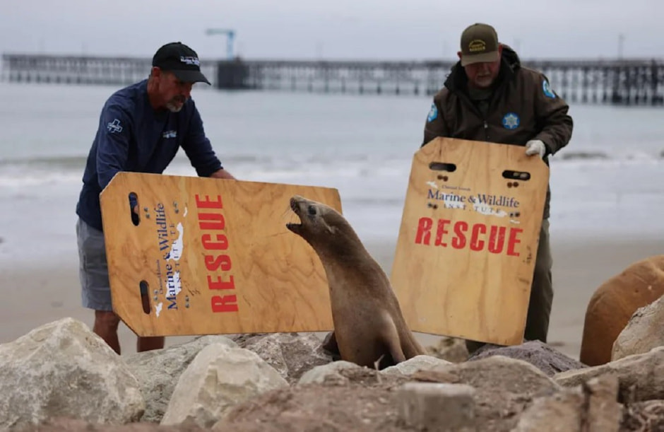 морские львы.jpg