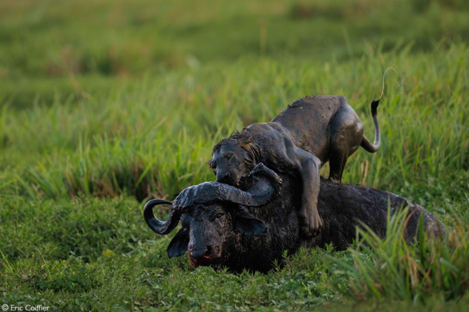 Африка-нападение льва на буйвола