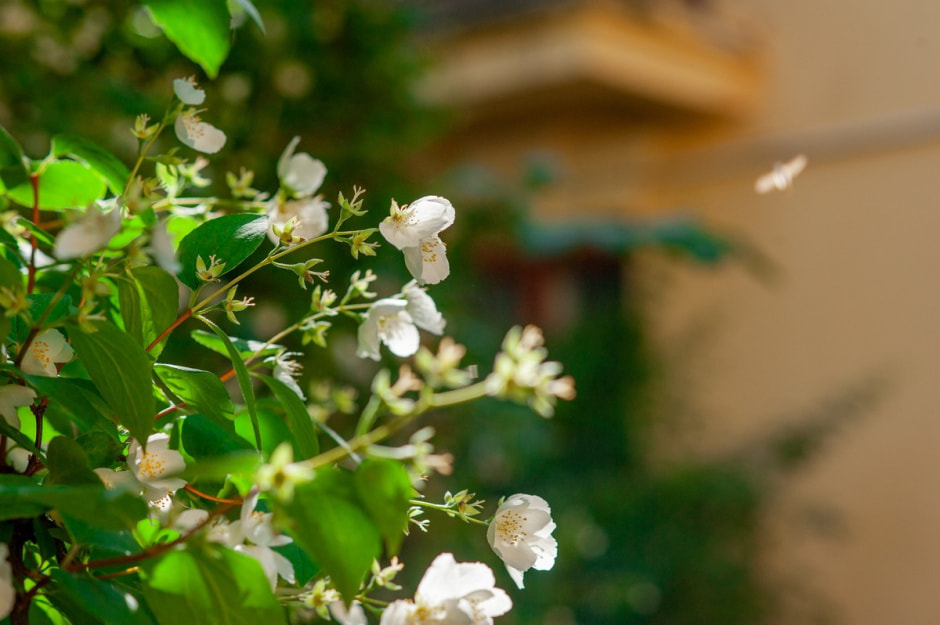 Репортаж из минской Осмоловки 9.jpg