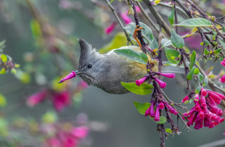 Розовый клюв.jpg