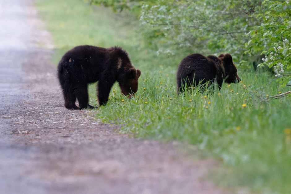 медвежата Фото и видео Инны Шкурко.jpg