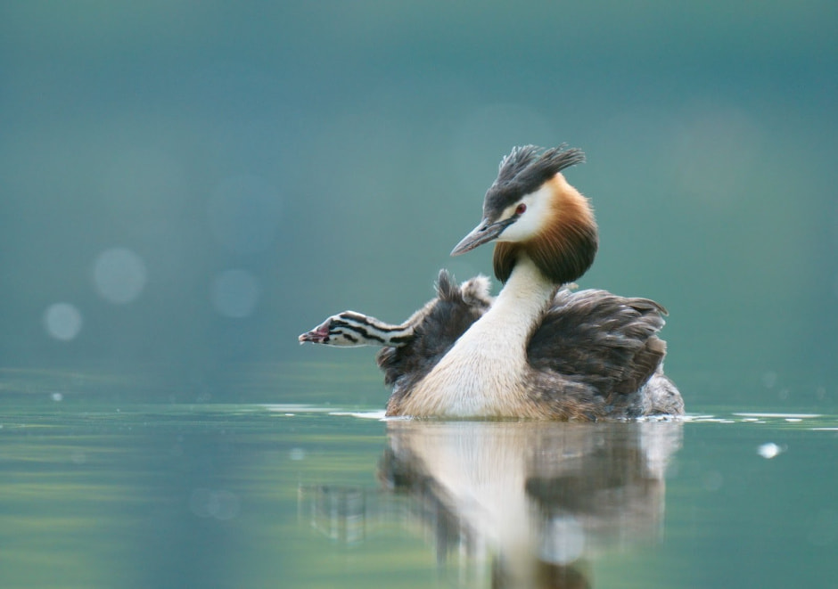 Финалисты конкурса Дикая природа Беларуси-2024 2.jpg