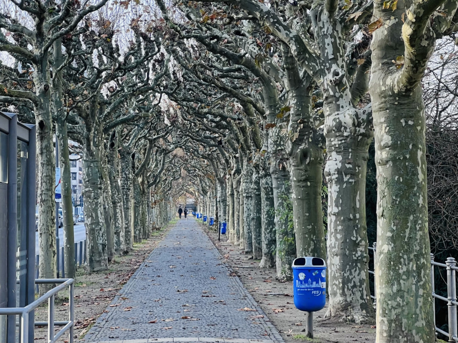 аллея из платанов