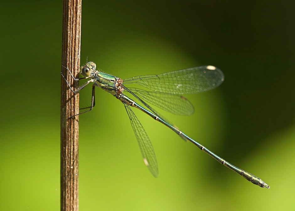 Стрекозы в Беларуси 17.jpg