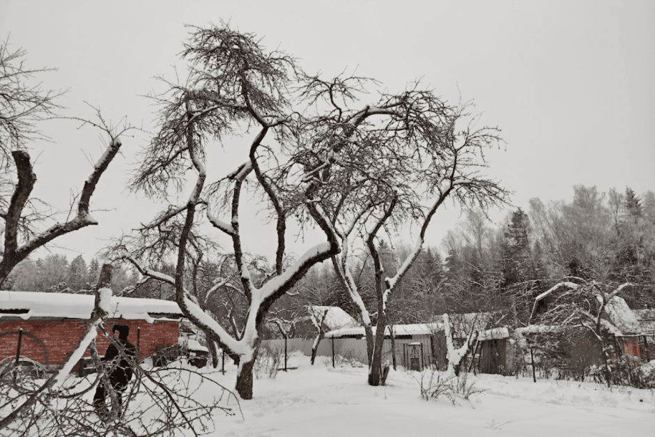 Зимняя обрезка деревьев с арбористом 3.png