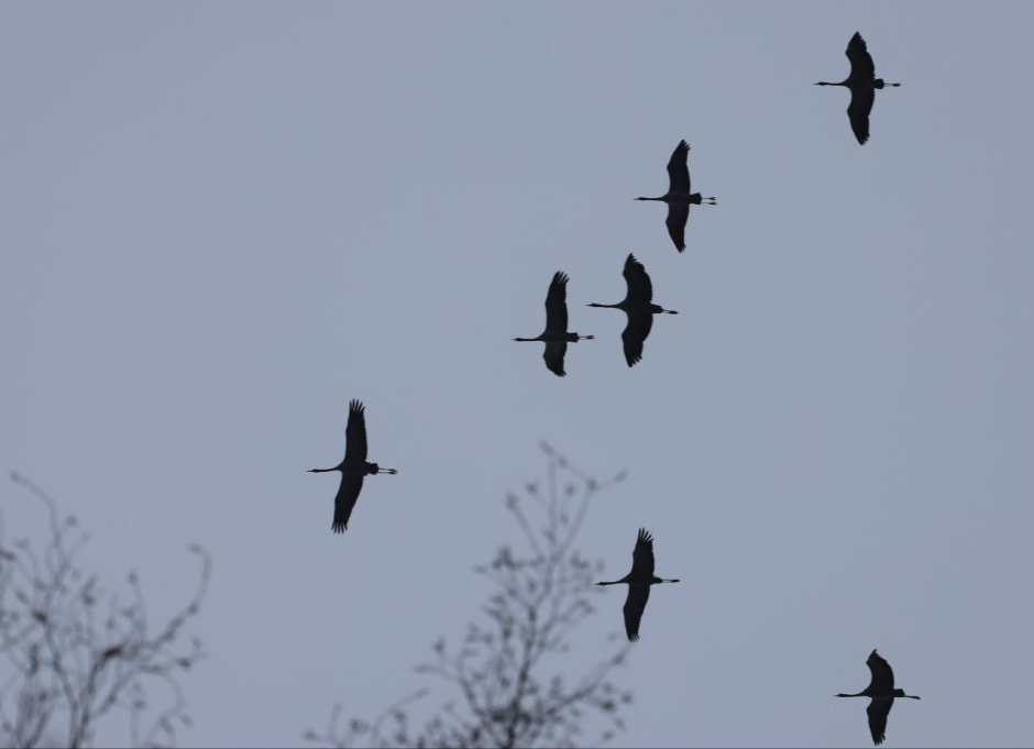 Инна Шкурко Журавли прилетели_4.jpg