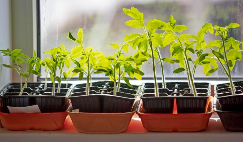 Когда садить рассаду семян и перцев 7.jpg